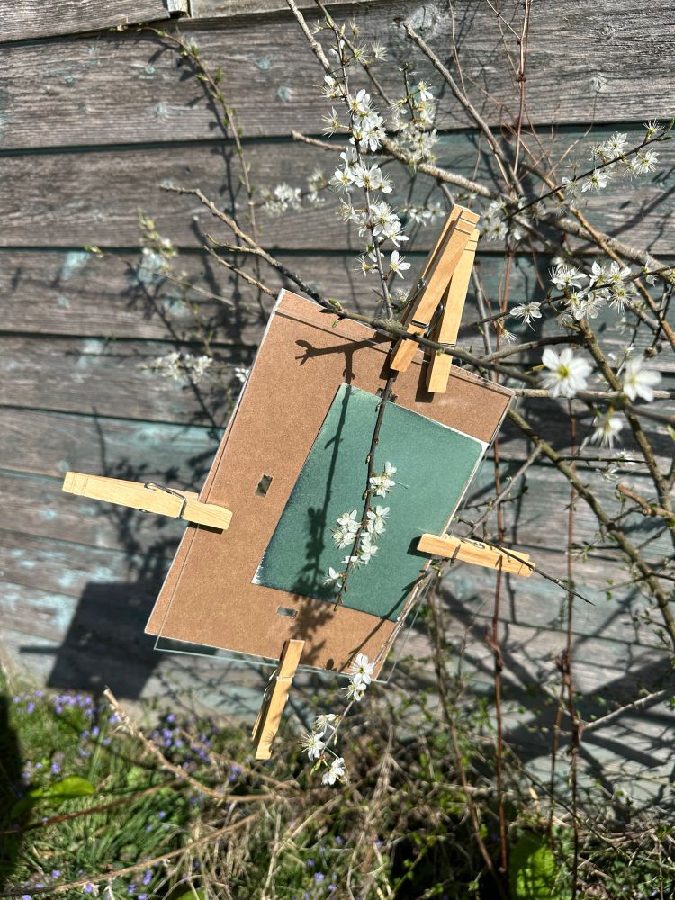Photograph of the making of a sun print on location. A clipframe holds cyanotype holds a flowering Blackthorn branch in place whilst it is exposed to the sun.