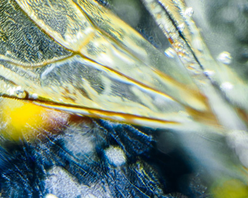 Close up photograph of the wing venation of an insect that died naturally, which has been encapsulated in epoxy resin.