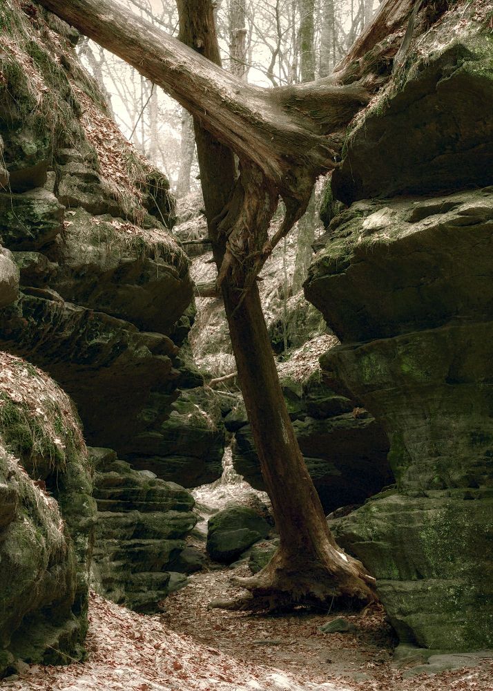 Two trees in a gorge. The rock walls are covered with moss and lichen.  One of the trees seems to be sliding off a boulder into the gorge. Dead leaves litter the path and rocks.
