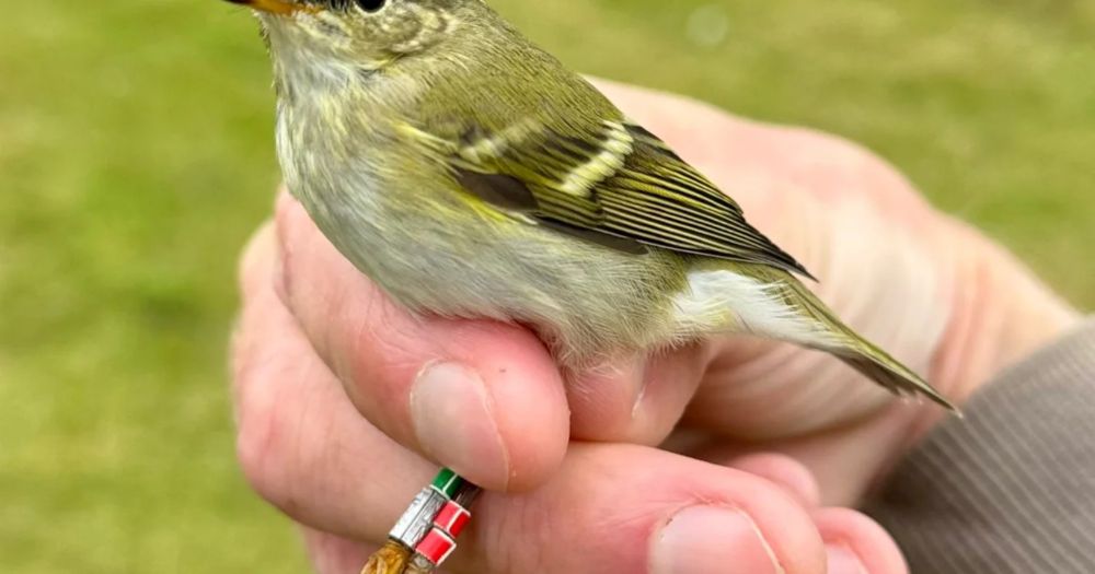 Yellow-browed Warbler ringing project launches