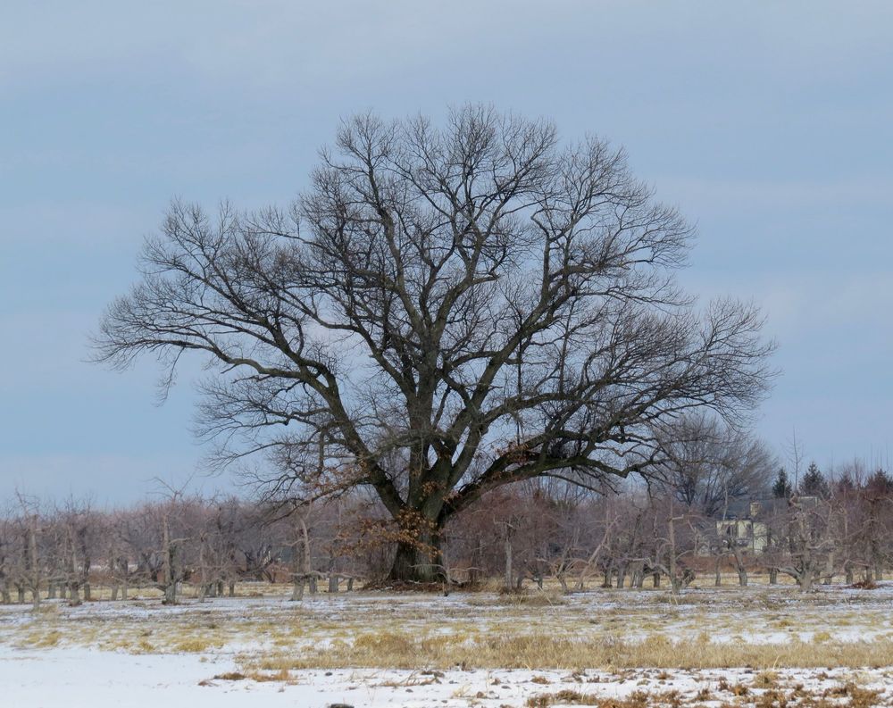 Oak tree in an apple orchard