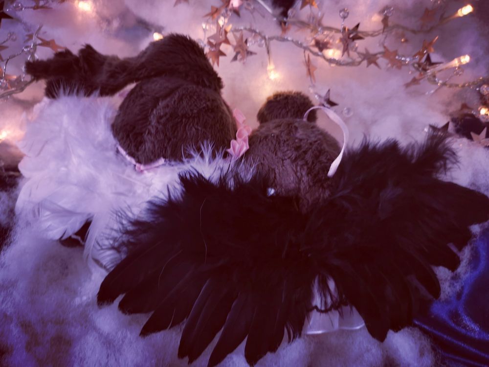 Fengqing dolls with their backs to the camera, showcasing their wings. Mu Qing is on the left with white wings and Feng Xin is on the right, his black wings half covering/shielding Mu Qing. Behind them are blurry clouds and star-shaped fairylights