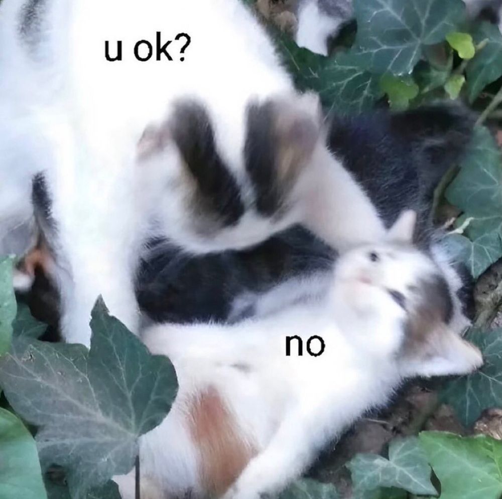 Um gatinho perguntando para um segundo gatinho: U ok?
E o segundo gatinho deitado respondendo: no