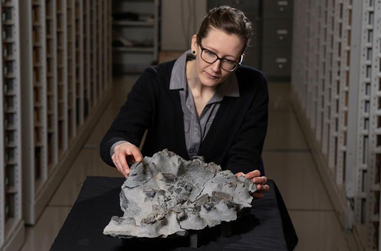 A white woman with dark blonde hair and glasses leans over a large piece of rock with black fossils embedded in the surface.