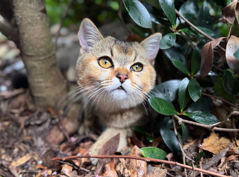 Buddy, a 6-month-old Scottish Straight kitten with a golden shaded coat, crouches alertly under a bush. His bright amber eyes are wide and curious as he peers through the green leaves and forest floor, surrounded by bark, twigs, and fallen petals