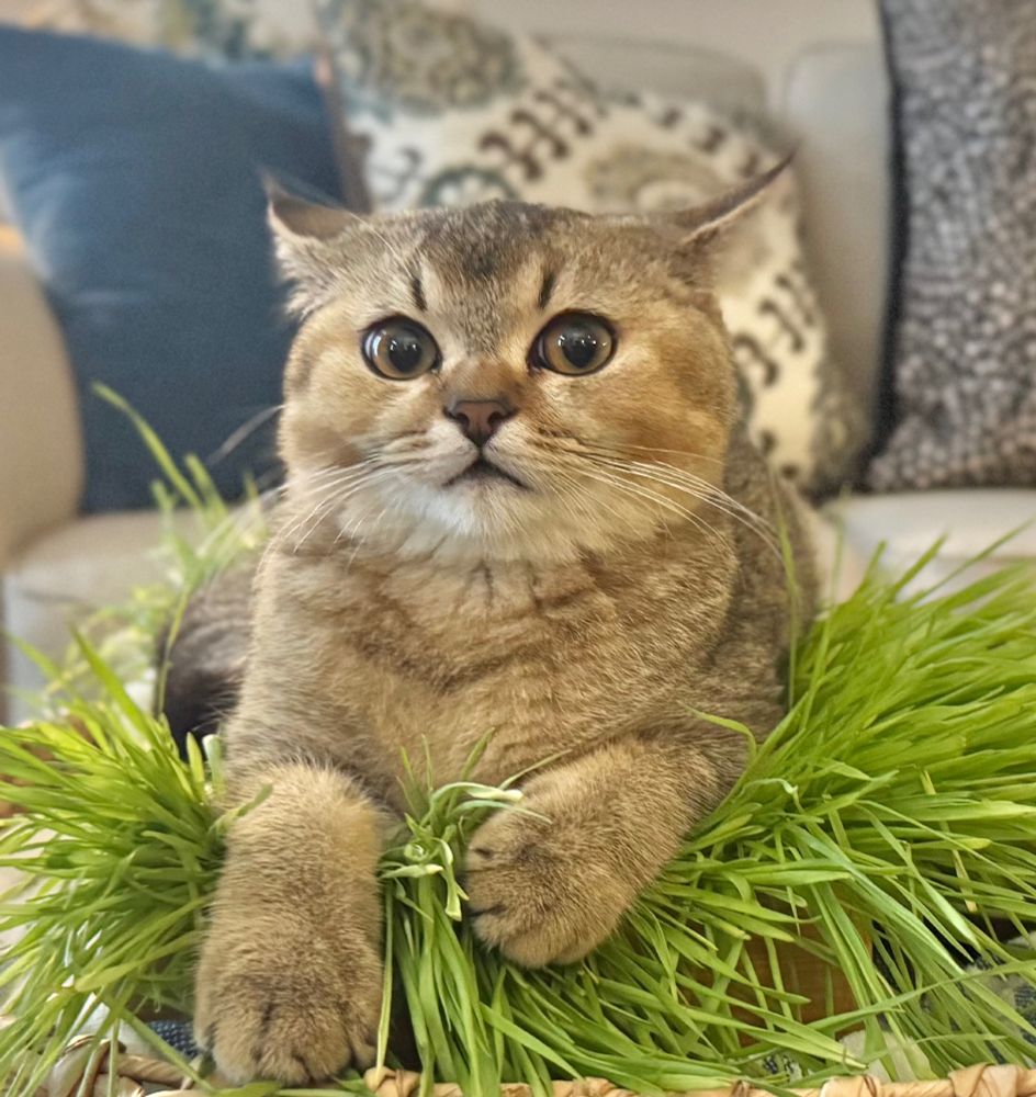 A round-faced, wide-eyed cat with light brown fur is sitting in a basket filled with fresh green grass. The cat has a surprised expression and is resting its front paws on the grass. In the background, there is a couch with patterned pillows in shades of blue, white, and gray. The scene is cozy and indoors.