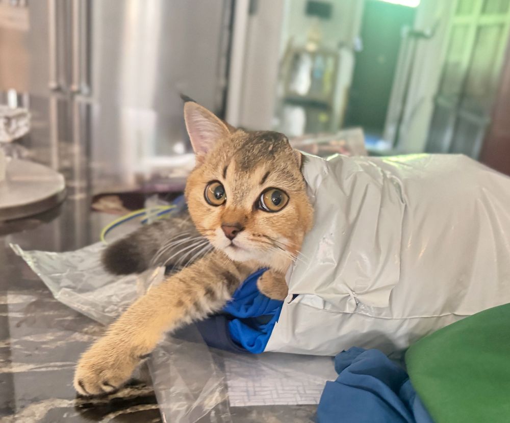 Cat looking like “who me”? In a white return plastic shipping bag for clothes.