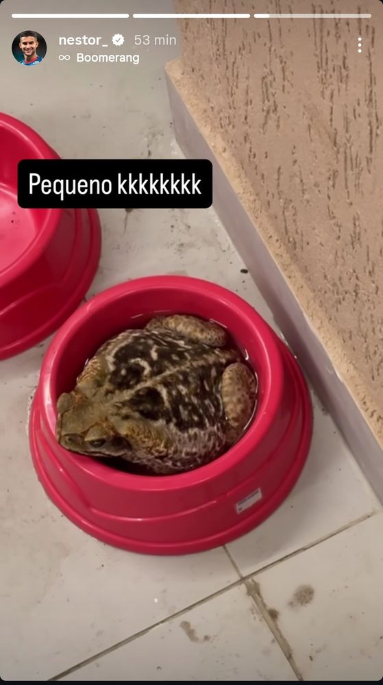 Ângulo de cima de um Sapo descansando em um pote de água para cachorro vermelho que é praticamente do seu tamanho, e a legenda: "Pequeno kkkkkk"
