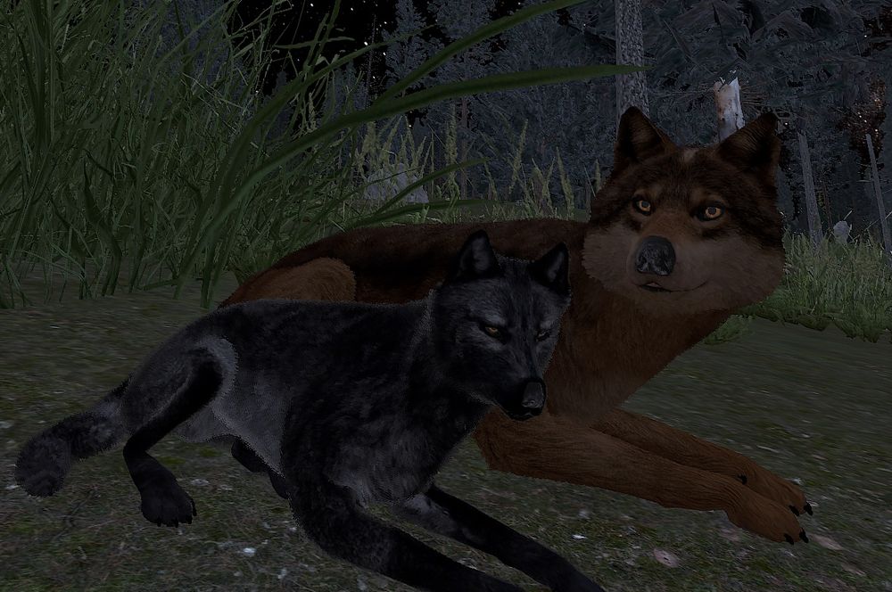 Screenshot of the video game WolfQuest with a large brown wolf laying next to a smaller black wolf 