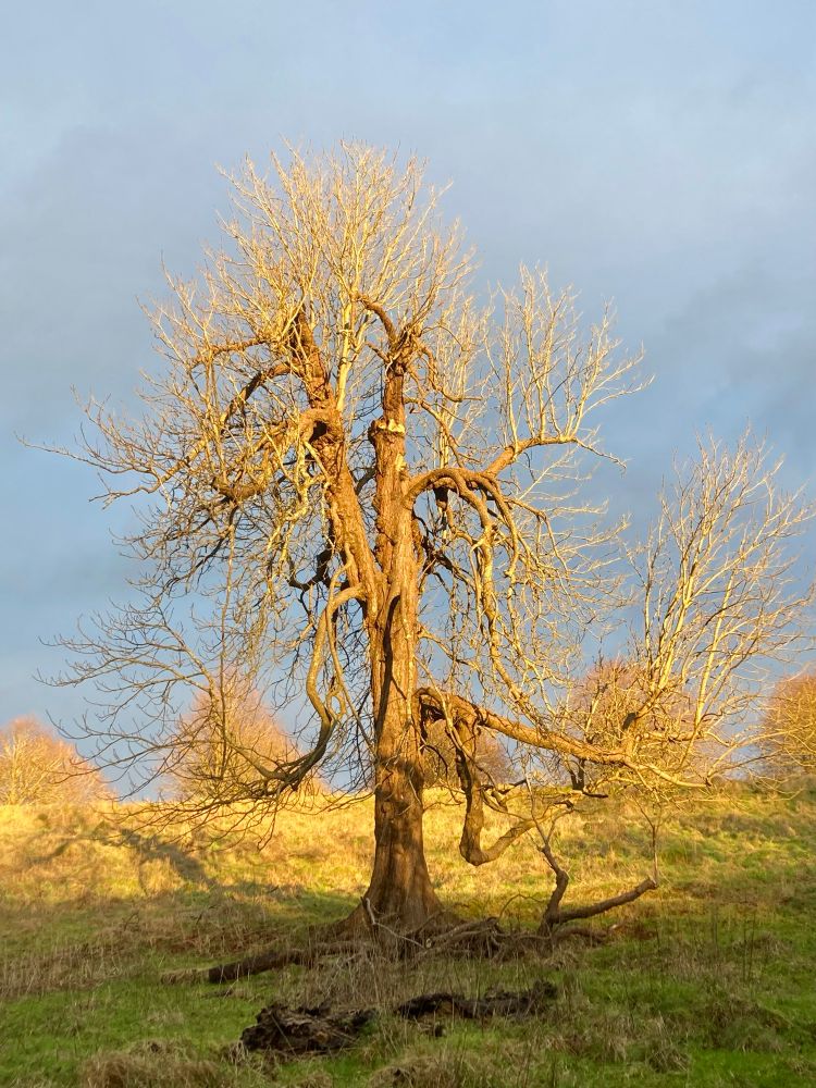 A single bare winter tree in the centre of the picture is bathed in golden light. Set against a row of other trees, grass in a field and a grey sky behind.