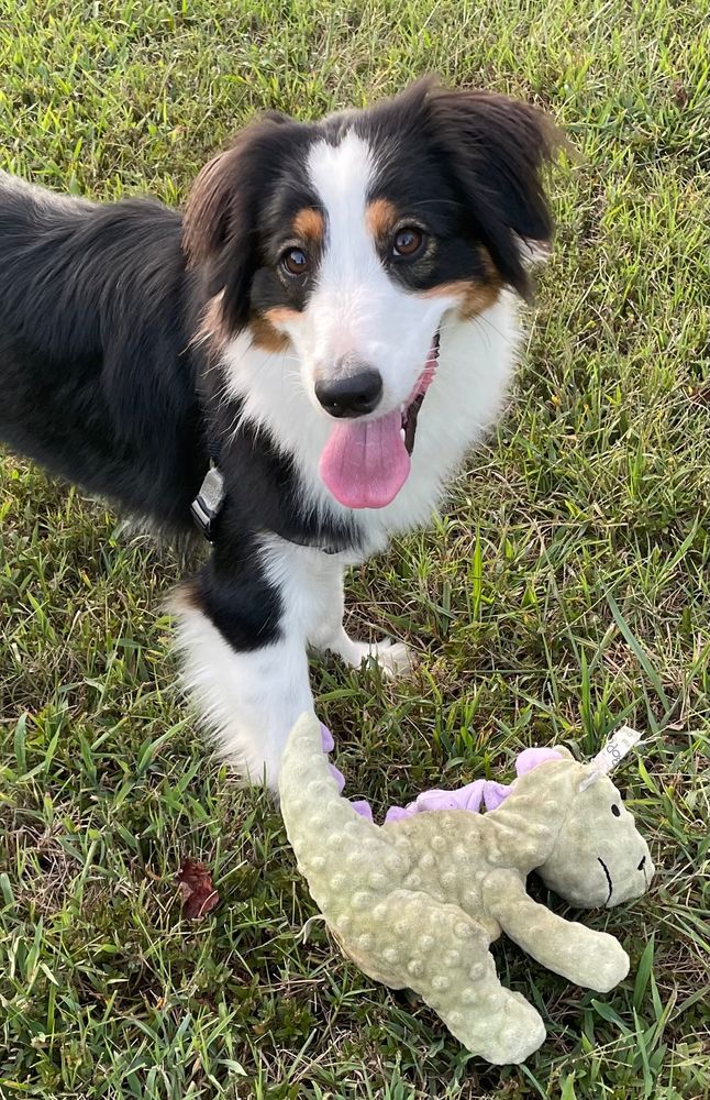 photo of tri-colored Australian Shepherd standing in grassy field looking upward at camera with toy stuffed dragon on the ground at her feet