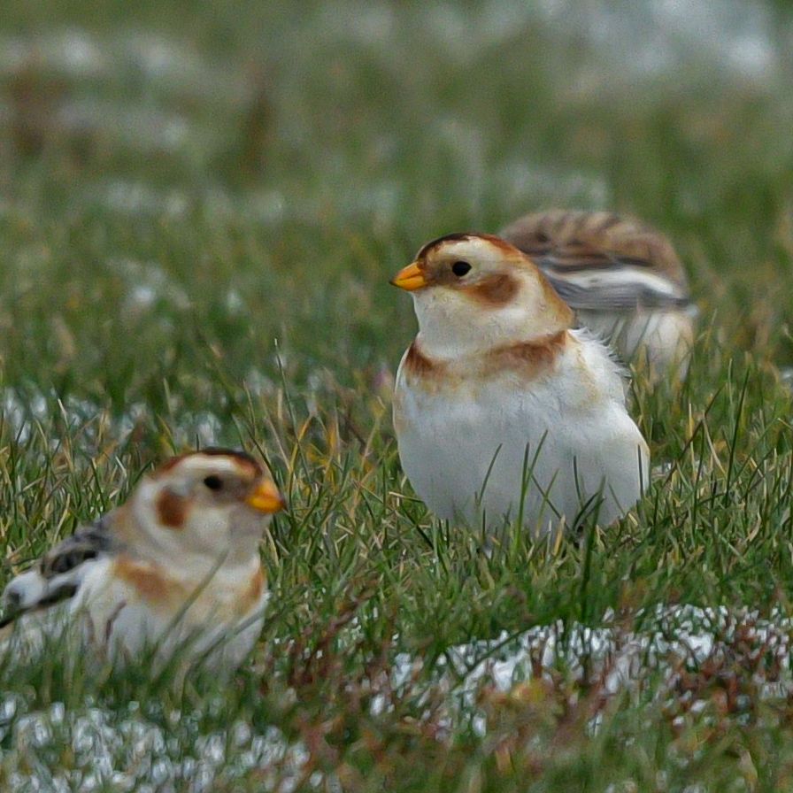 Small white birds with small orange beaks and brown, tan and black markings on the chest, wings and back. Sitting in a snow covered grassy field. 