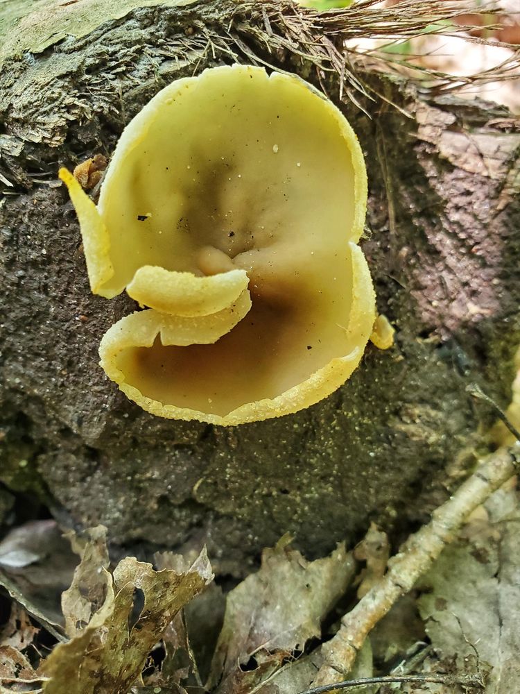 A jelly cup fungus! It's shaped a bit like an ear.