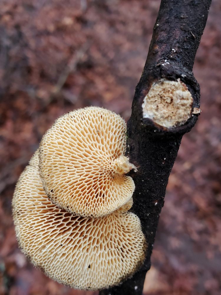 Two overlapping mushrooms grow from a moderately small branch. There is a background of wet, dead leaves
 The photograph is taken from the underside of the mushrooms, showing their very interesting pores.