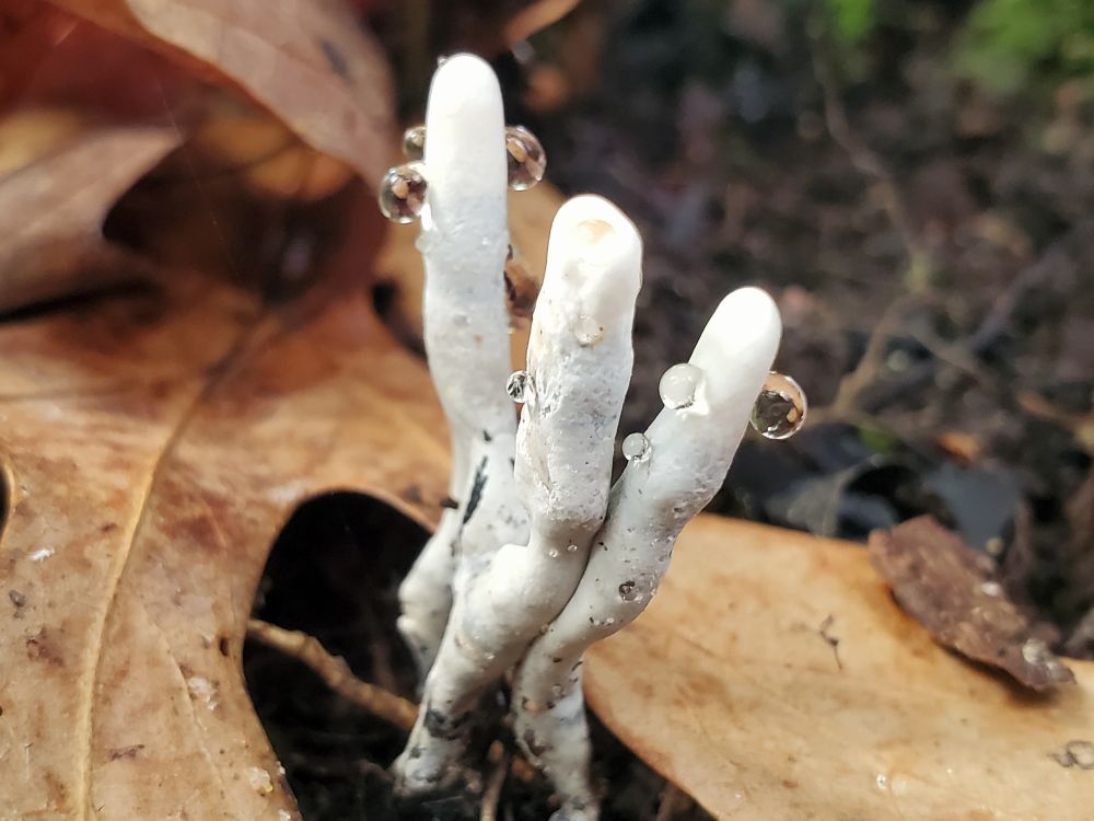 Tiny corpse finger mushrooms poking out from under a leaf. There are three fruiting bodies visible, gray and white. Several dew drops hang on the mushrooms. 