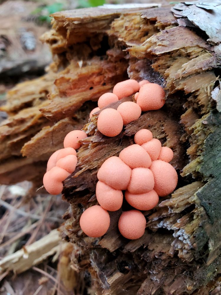 A rotting log is covered with small, somewhat spherical, red-orange blobs.