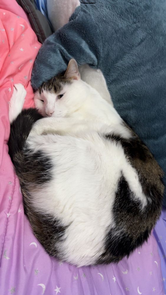A cat is curled up on the bed with a blahaj from another angle