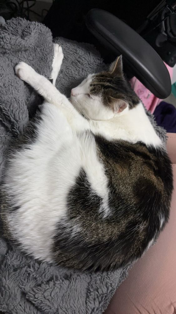 A black, white, and grey-brown cat is curled up asleep in a gaming chair