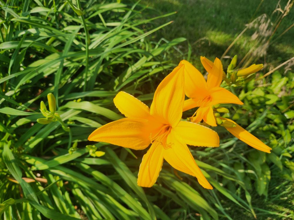 Pretty orange flowers in the yard!