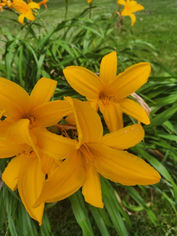 Pretty orange flowers bloomed.  (Sorry, not a botanist.)