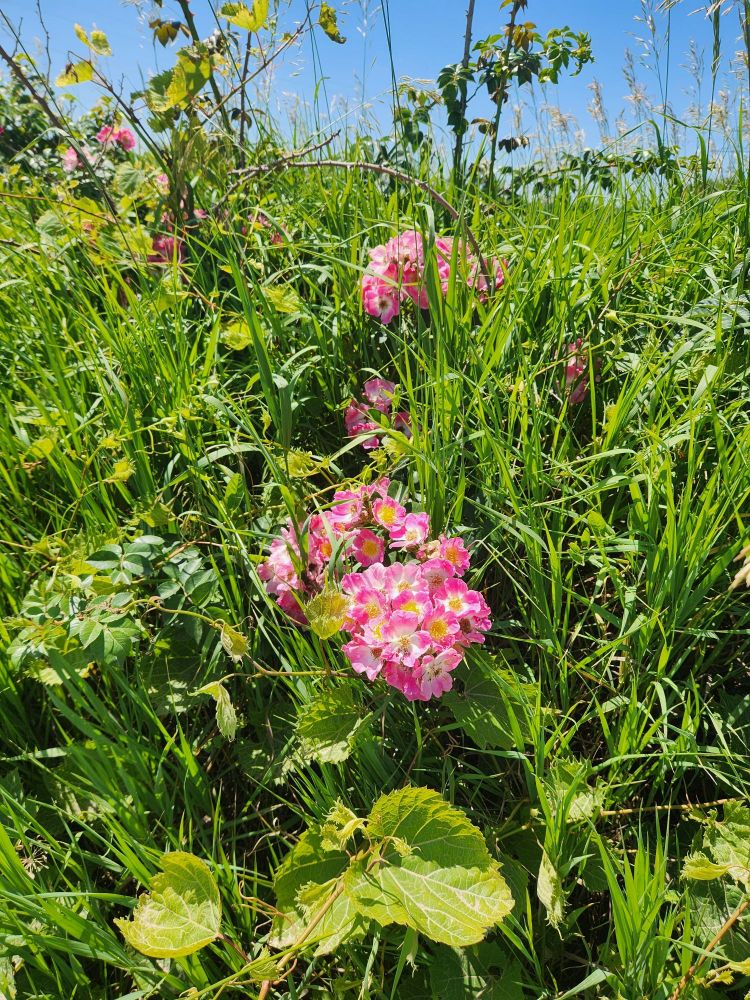 Some pretty pink flowers along a trail today