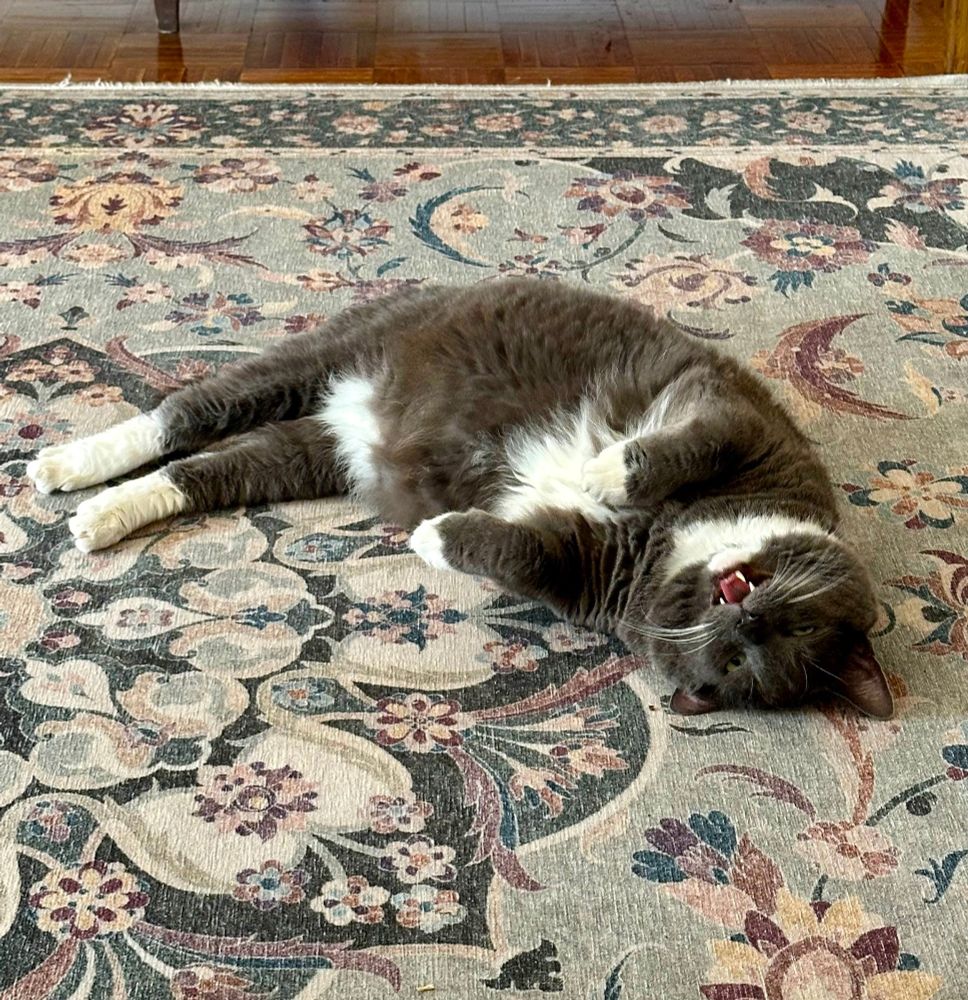 my cat Theo, half asleep on the living room rug, meowing with his mouth half open.