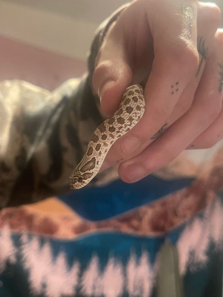 someone’s hand holding a small snake 