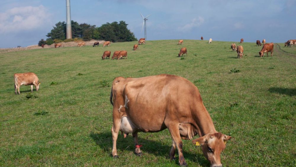 Warum Dänemark es schafft, eine Klimasteuer auf Fleisch und Milch einzuführen