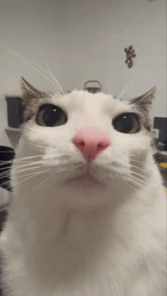 a white cat with a pink nose and green eyes