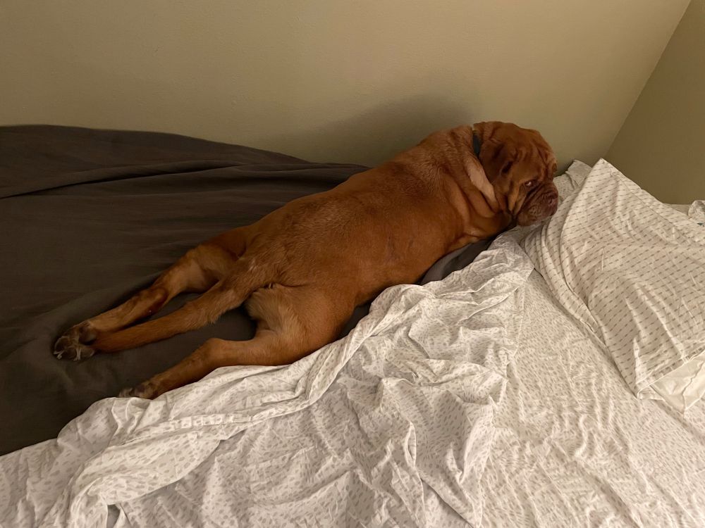 Photograph of a ginger colored French mastiff on a bed stretched out on its belly  with its hind legs stretched out behind. The dog is about 160 lbs and the overall length from front to back of the sploot is about 4 feet. 