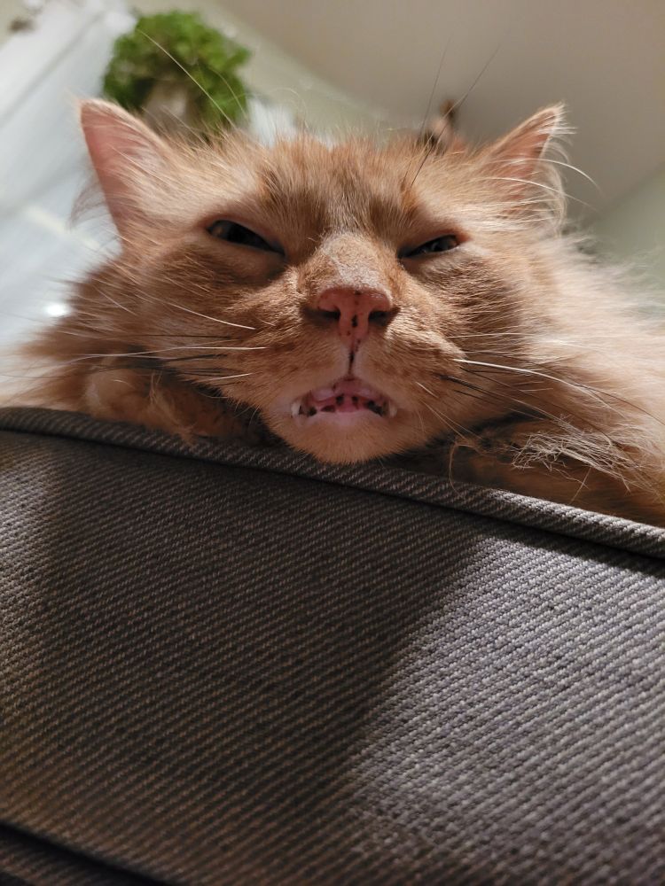 Orange long haired cat sleeping on an ottoman with his eyes partially opened. His paws are pulling his lower lip back, showing with teeth and gums