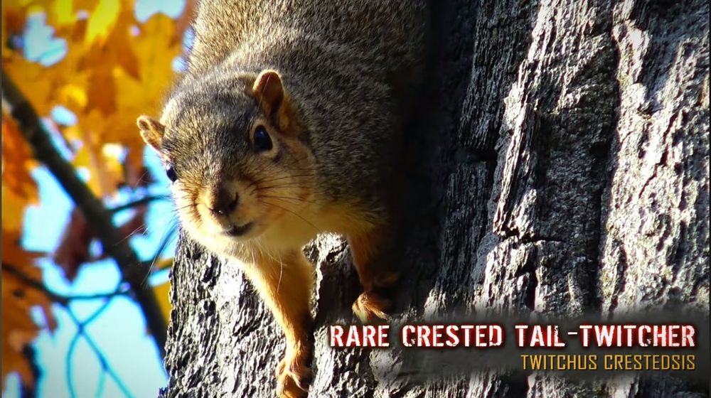 An incredibly RARE sight. The rare Crested Tail-Twitcher! I ain't seen one of these in YEARS!

Very paranoid creatures. Always twitchin' with fear. Some might call 'em tweakers.

-Snout Cedar, wildlife "expert" 😎