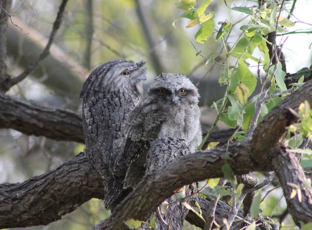 Adult and juvenile tawny frogmouth in tree. Juvenile is making eye contact with the camera 
