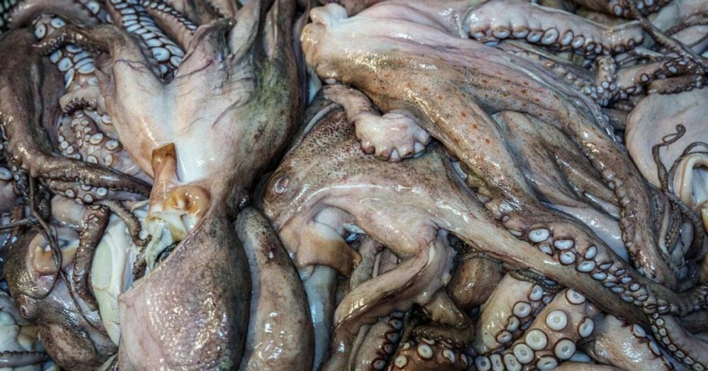 Animal groups, scientists and fishermen are clashing over the ethics and future of this historic industry.