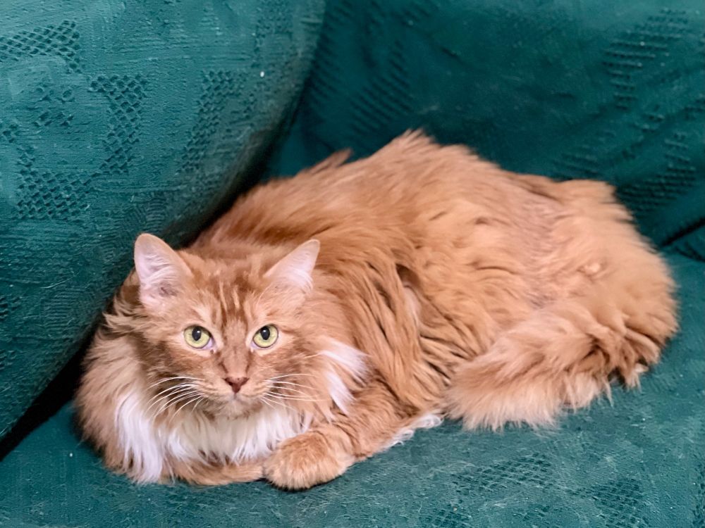 A fluffy orange cat on a green couch, looking directly at the camera.