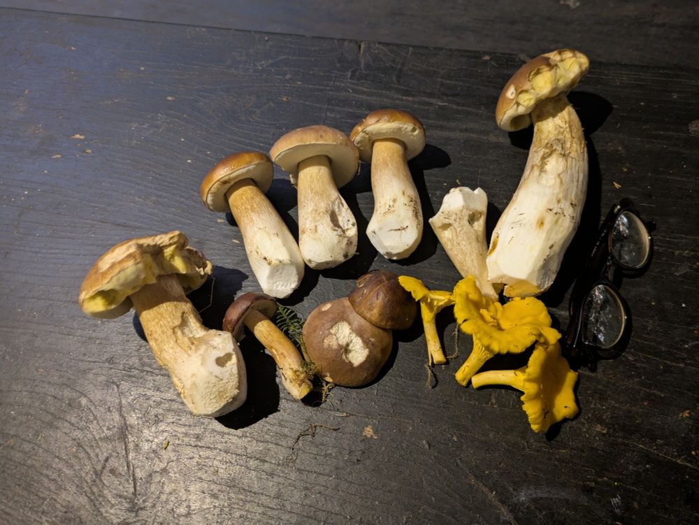 Half dozen Porcini mushrooms, a few chanterelles, eye glasses as size comparison.