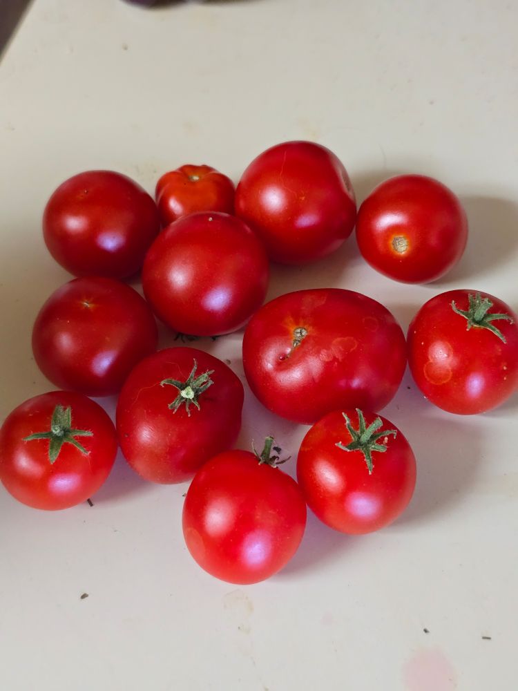 A small pile of cherry tomatoes on my kitchen counter