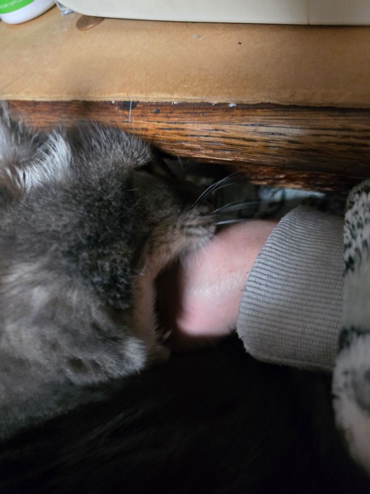 Harvey (my fluffy grey tabby cat) is seen in closeup, chomping down on my hand with his teeth. He's done this since I adopted him ten years ago and never breaks the skin or actually hurts me.