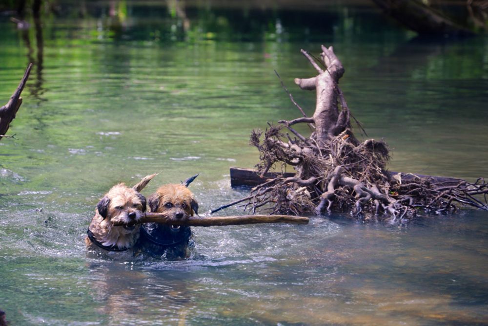 Two border terriers retrieving one stick out of a nature spring 