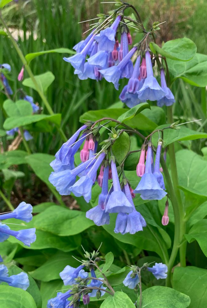 Some Virginia Bluebell flowers 