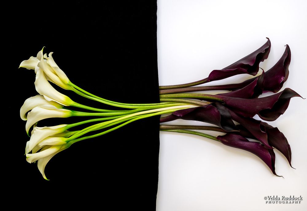 This is a horizontal image of calla lilies.  The left side has a black background with white calla lilies and the right side has almost-black calla lilies on a white background.  Their stems are intertwined.