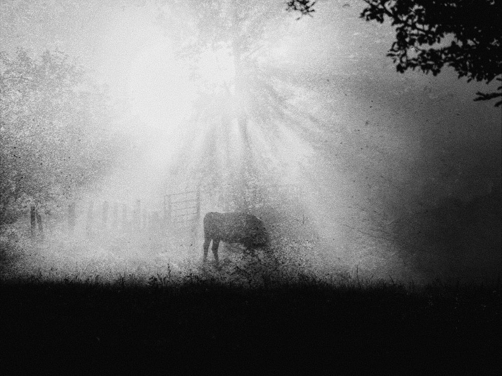 Black and white photo of a cow standing in a foggy pasture at sunrise with dramatic sunbeams shining through trees and misty atmosphere.