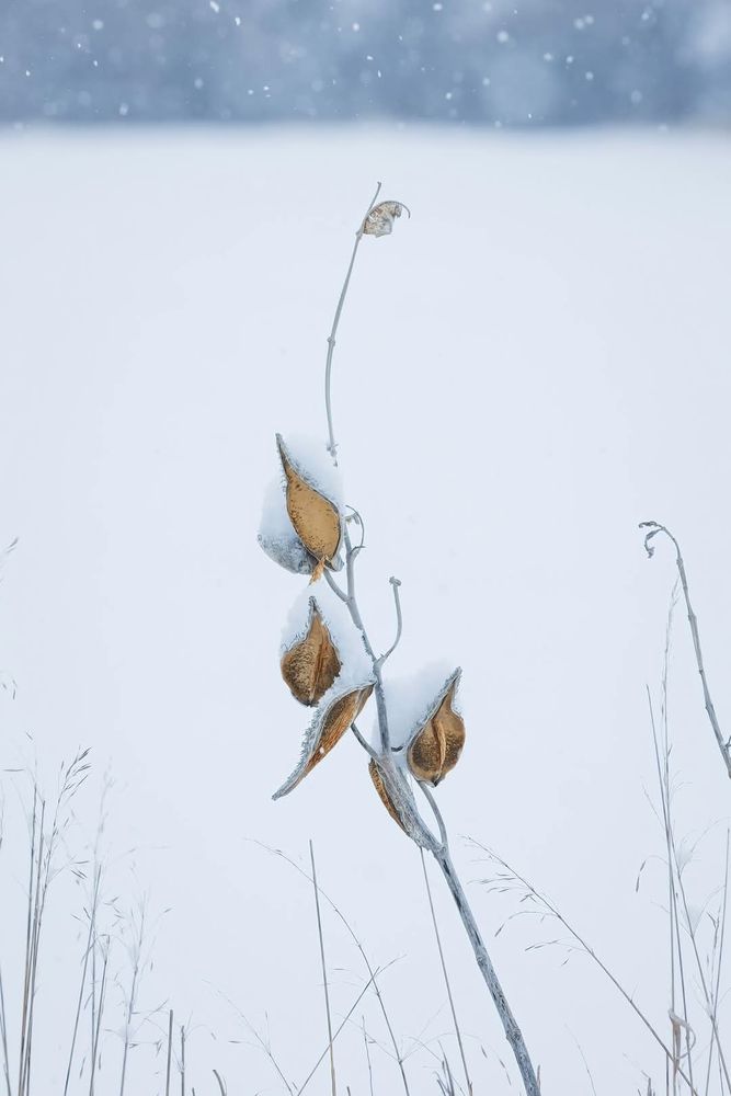 Peaceful nature scene: snow covered milkweed pods