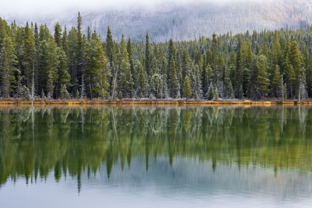 Tree reflections in Kananaskis County, Canada.