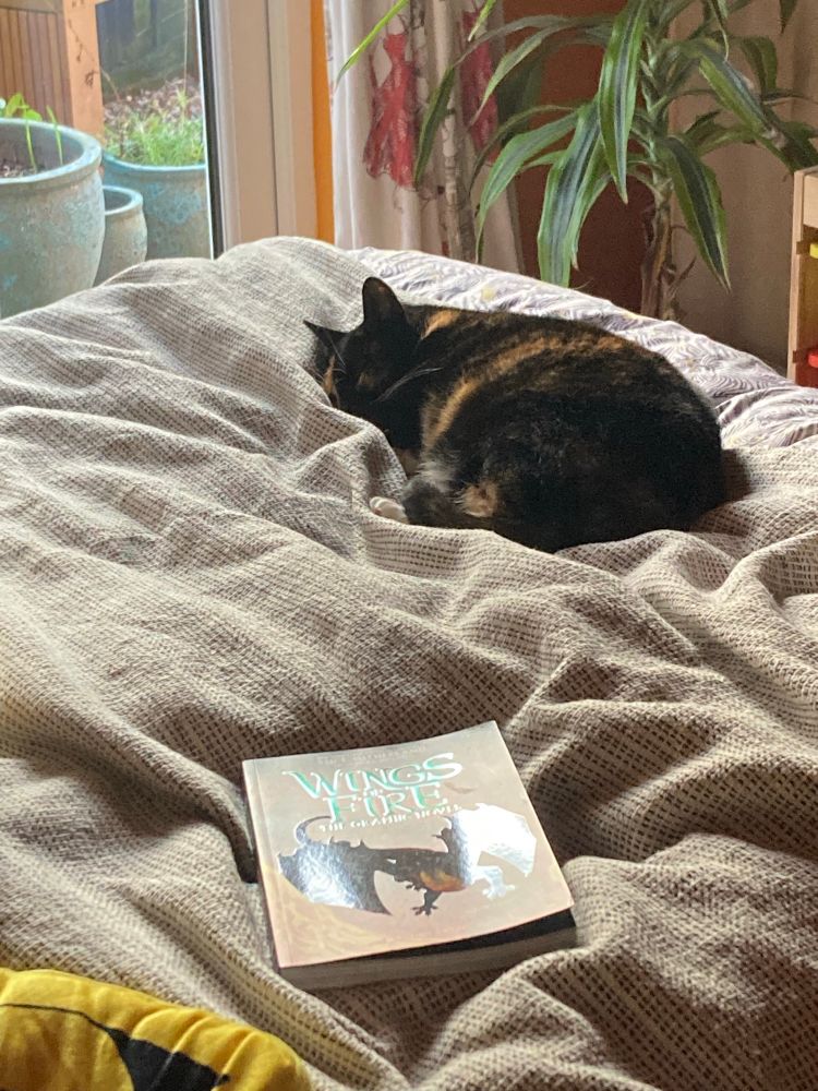 Tricolour cat asleep on a bed with wings of fire book series (about dragons) 
