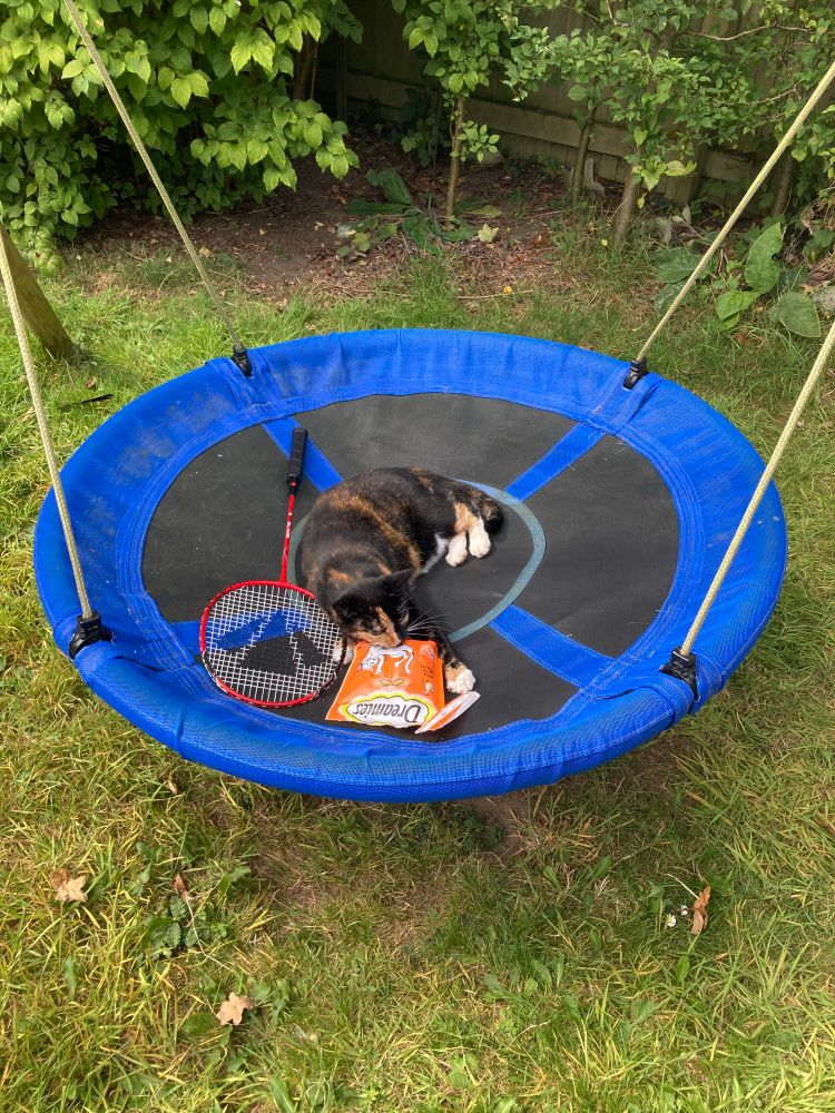 Calico cat asleep in the middle of nest swing with dreamies and a badminton racket