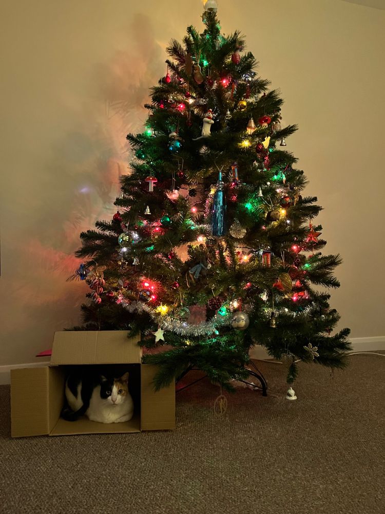 Cat sits in box underneath Christmas tree