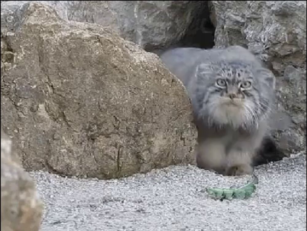 a small cat is standing in the dirt next to a large rock .