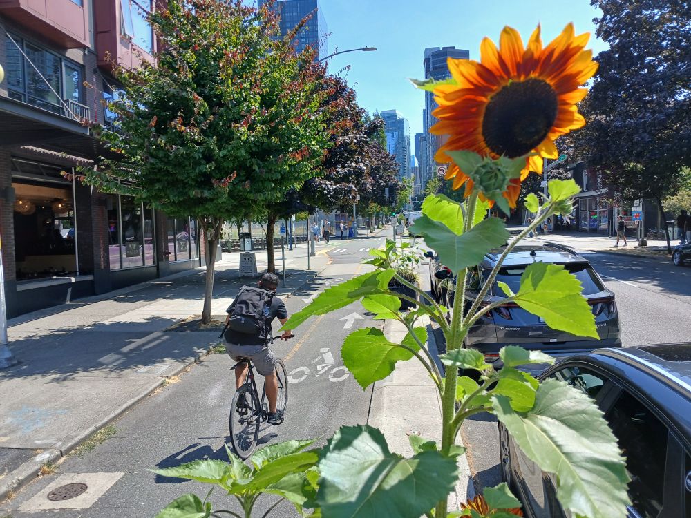 2nd Ave bike lane with a sunflower in the barrier