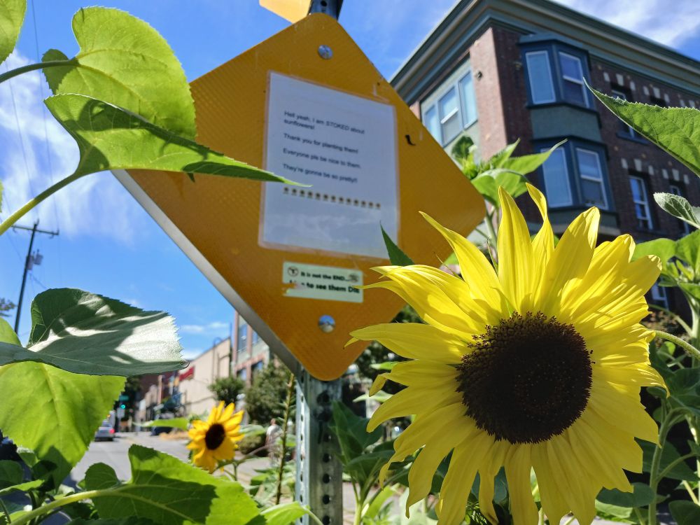 Sign within the sunflower laden traffic circle sign